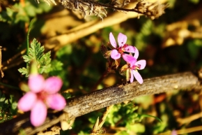 Makro v přírodě - první polní květiny