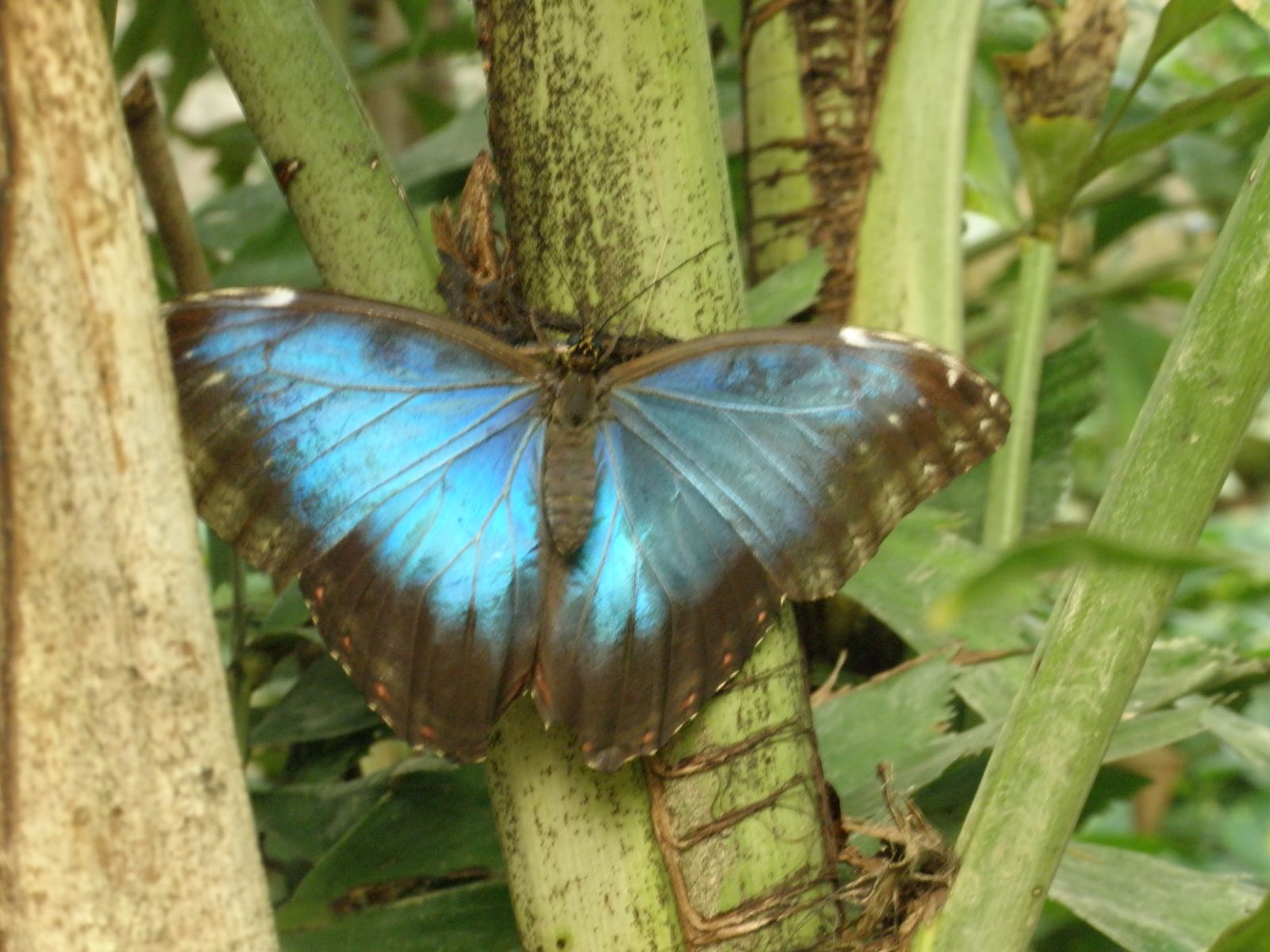Motýl - modrohnědý