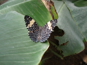 Divoká příroda - Motýl Očko