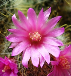 Makro v přírodě - Květ kaktusu 2