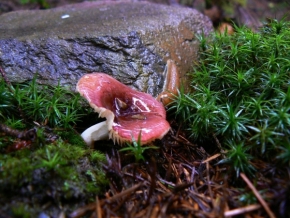 Makro v přírodě - houba se slimejšem 