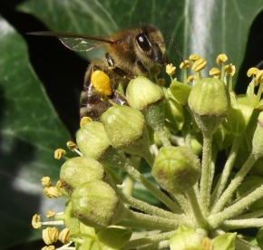 Makro v přírodě - Včela