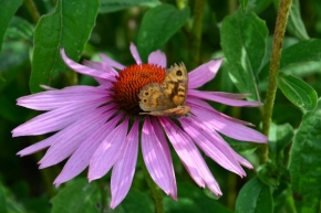 Makro v přírodě - Motyl