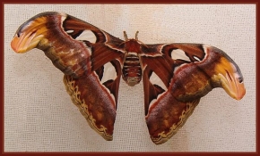 M B - Motýl