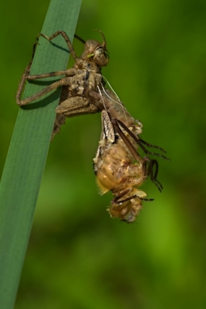 Makro v přírodě - Zrození vážky
