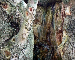 Makro v přírodě - Struktura dřeva