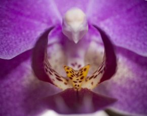 Makro v přírodě - Phalaenopsis
