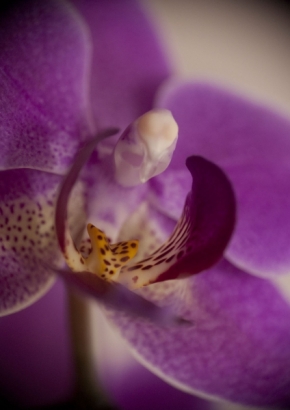 Makro v přírodě - Phalaenopsis 2