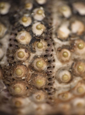 Makro v přírodě - Mořský ježek