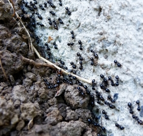 Makro v přírodě - Mravenčení.