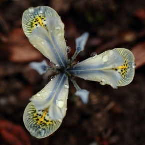 Makro v přírodě - iris