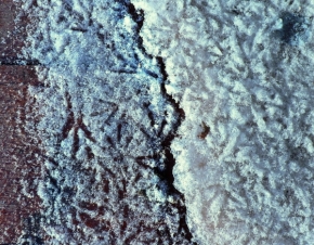 Makro v přírodě - Sněhový koberec.