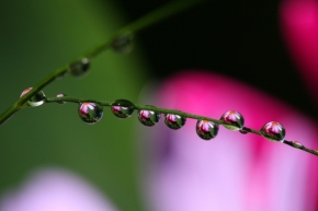 Makro v přírodě - kvetoucí kapky