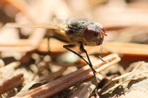 Makro v přírodě - moucha
