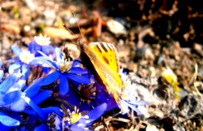Makro v přírodě - první motýl