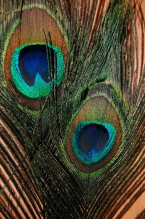 Makro v přírodě - paví pera