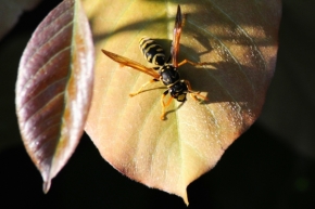 Makro v přírodě - Ze života hmyzu