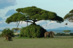 Divoká příroda - Beautiful Kenya