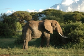 Divoká příroda - Slon samotář 2