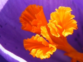 Makro v přírodě - Pestré barvy květů