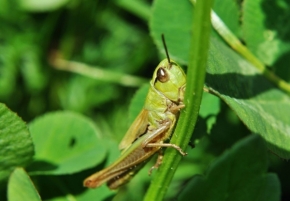 Makro v přírodě - kobylka