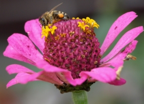 Makro v přírodě - neúnavná včela