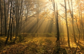 Fotograf roku v přírodě 2012 - První listopadové paprsky
