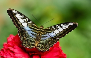 Fotograf roku v přírodě 2012 - Barvy křídel