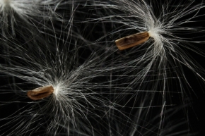 Makro v přírodě - Rypsalis-semeno