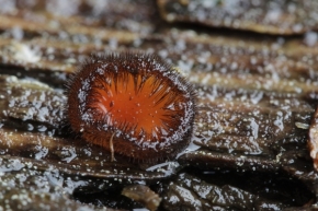 Makro v přírodě - Scutellinia -kosmatka
