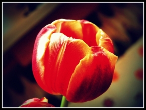 Makro v přírodě - tulipán