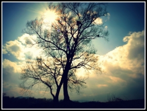 Fotíme oblohu - strom a slnko