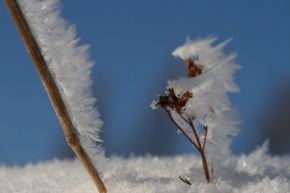Makro v přírodě - Zima je krásná