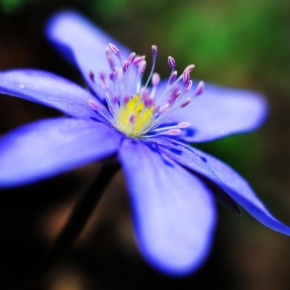 Makro v přírodě - květ