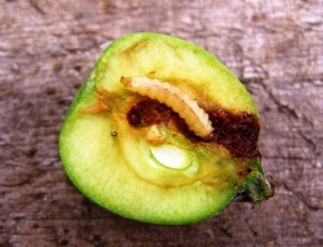 Makro v přírodě - obaleč jablečný