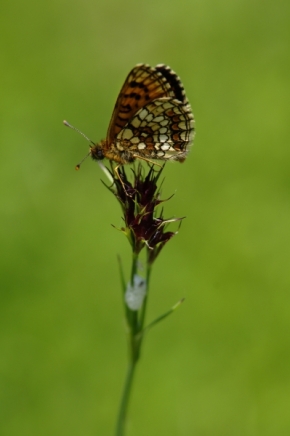 Makro v přírodě - motýľ 1.