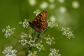 Makro v přírodě - motýľ 5.