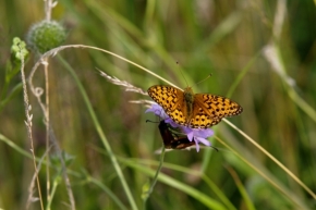 Makro v přírodě - motýľ 6.