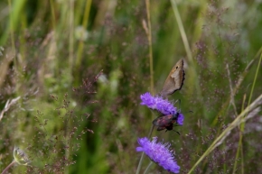 Makro v přírodě - motýľ 7.