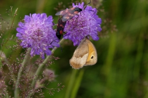 Makro v přírodě - motýľ 9.