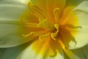 Makro v přírodě - Tulipán