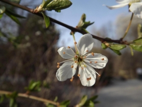 Makro v přírodě - jaro