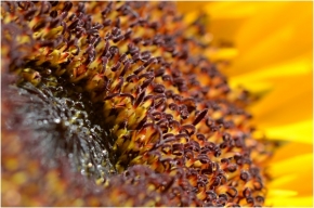 Makro v přírodě - slunečnice