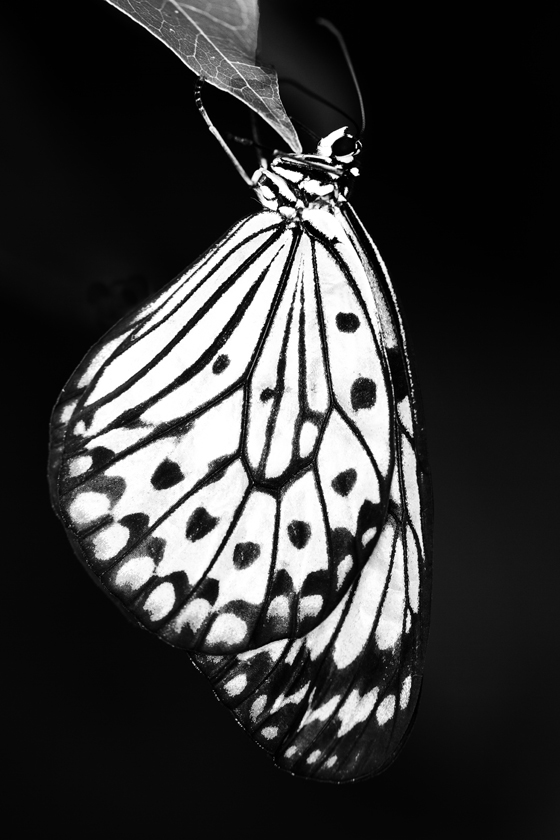 Motýl - silueta