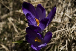 Makro v přírodě - Jarne kvety