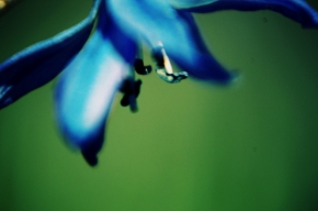 Makro v přírodě - Jarní květ 01