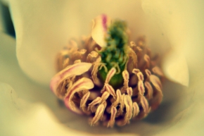 Makro v přírodě - Jarní květ 03