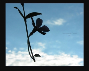 Klára Čmelová - Létající květina