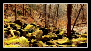 Divoká příroda - Kamenné pole