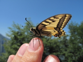 Fotograf roku v přírodě 2012 - Motýl na Cima Rocca